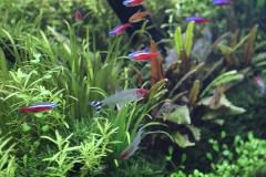 【動画付き】群泳しやすく美しい小型熱帯魚16選