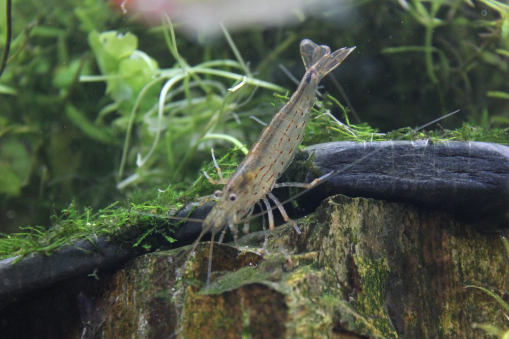 ほうっておくと水草がぼろぼろに！エビによる水草の食害と対策。